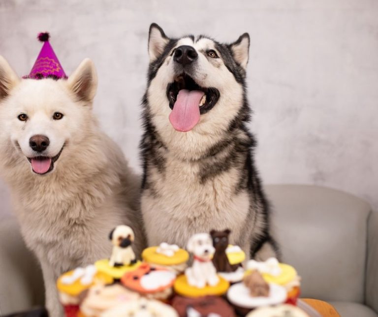 Best Dog Birthday Instagram Captions