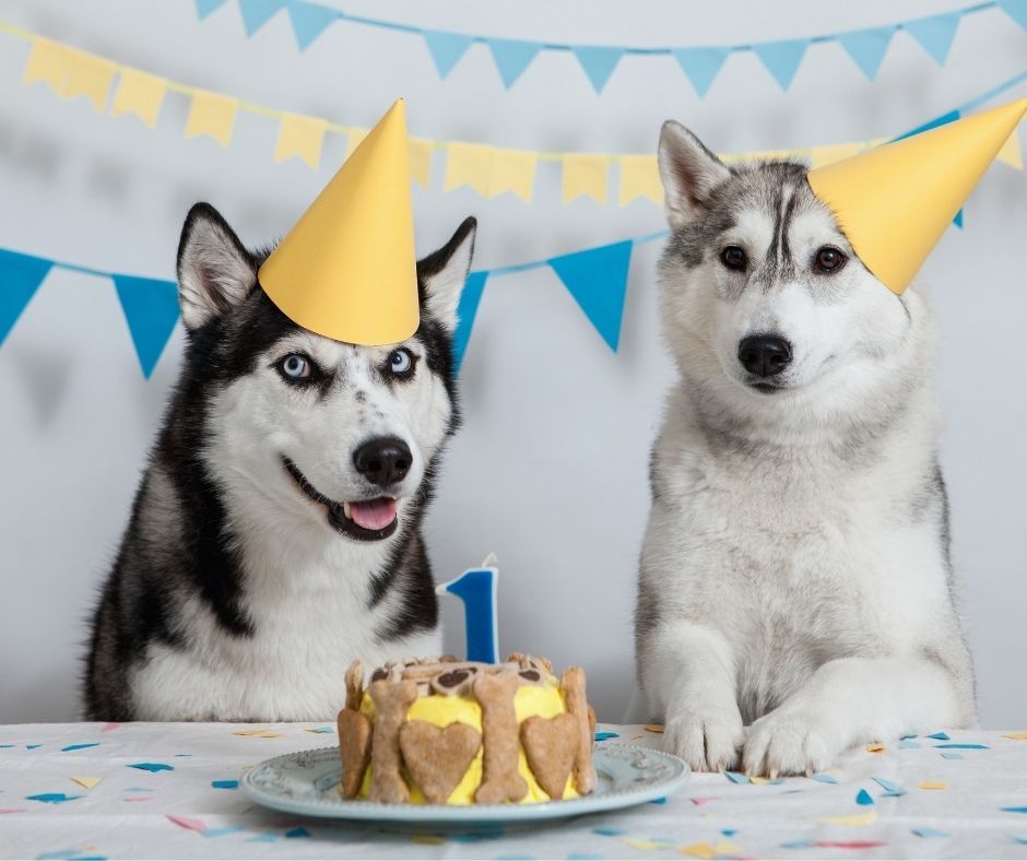 Best Dog Birthday Picture Instagram Captions