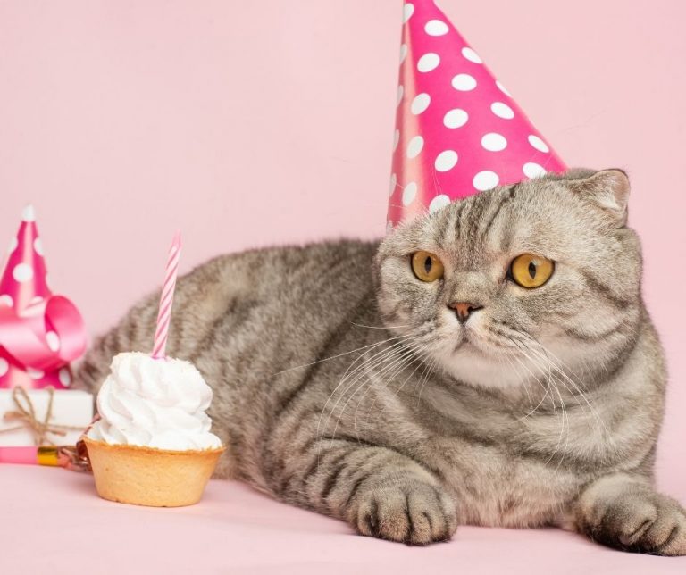 ‌Cat Birthday Instagram Caption