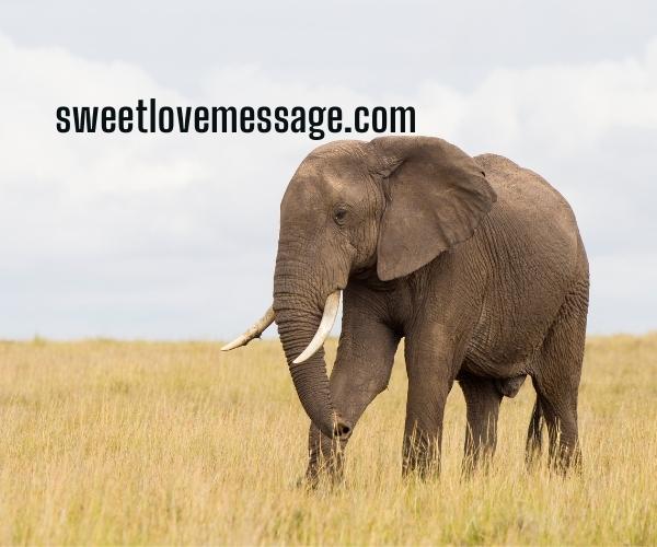  African and Asian Elephant Caption with Quotes