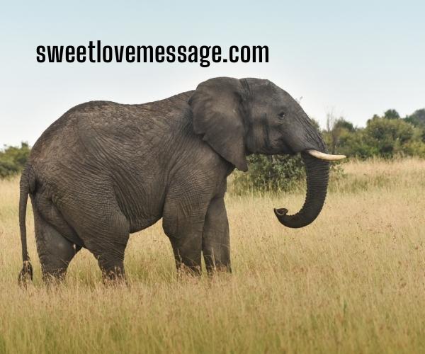 Captions about Elephants with Quotes