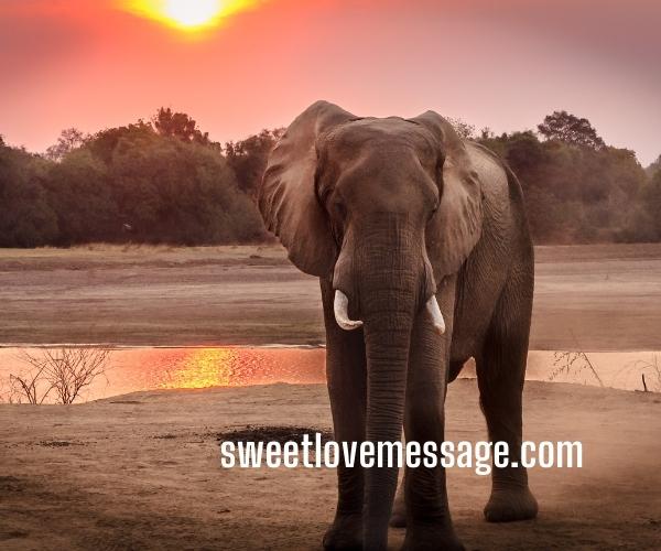Elephant Instagram Caption with Quotes