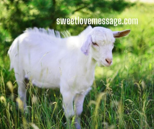 Captions for Insta Goat with Quotes