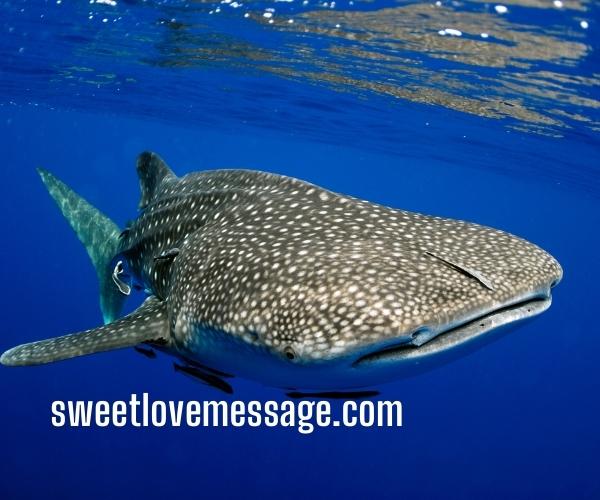 Whale Shark Captions with Quotes