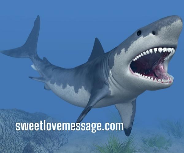 Great White Shark Picture with Caption and Quotes