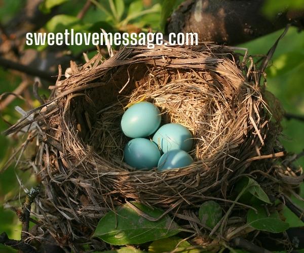  Caption for Bird Nest with Quotes