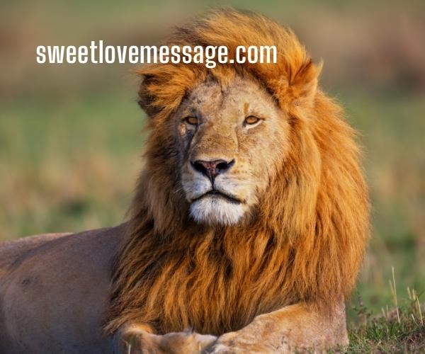  Funny Captions with Lions and Quotes
