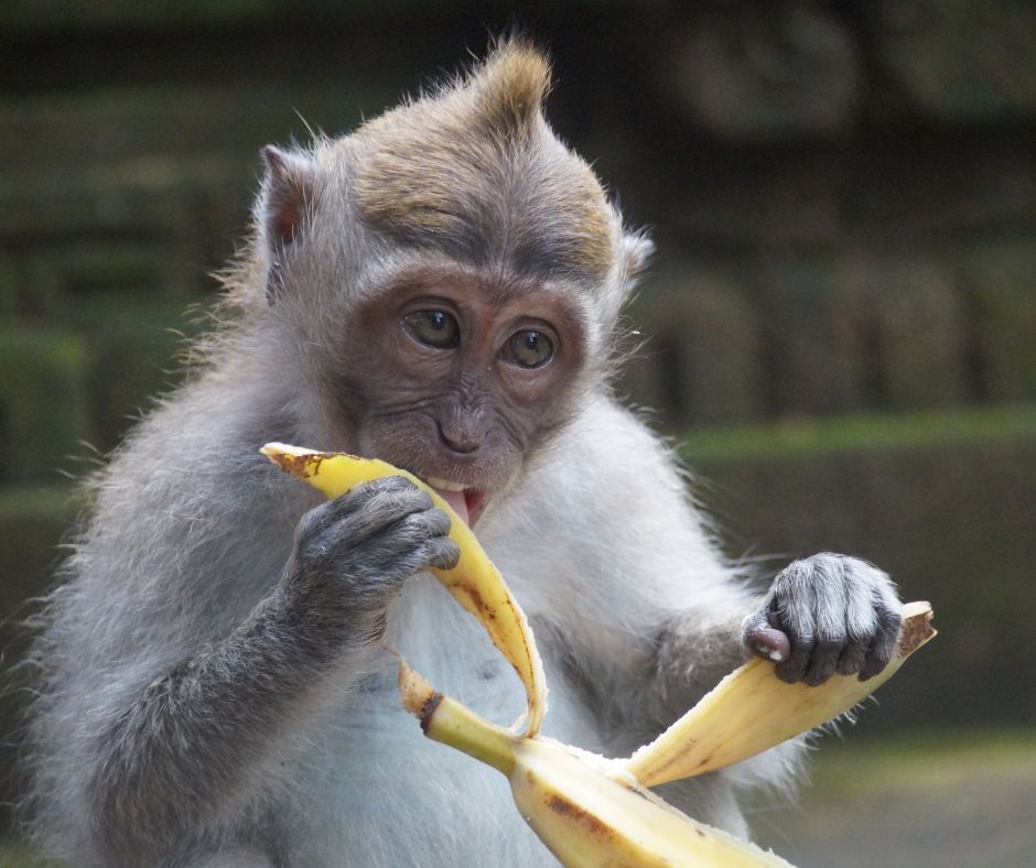 Banana Monkey Captions For Instagram