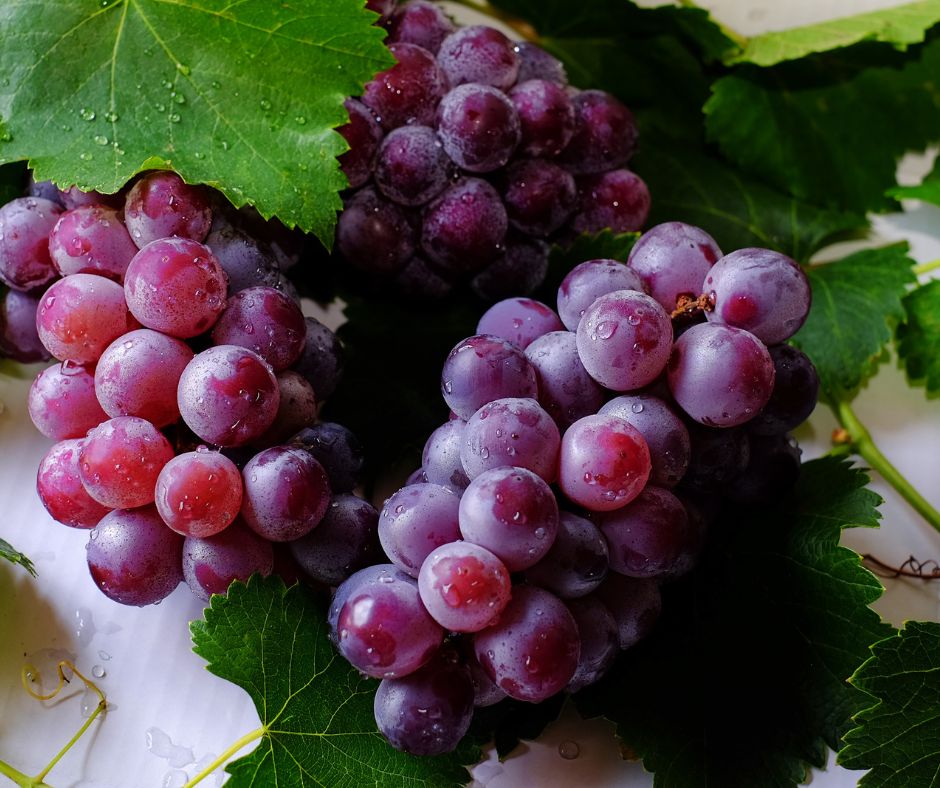 Grape Fruit Captions For Instagram